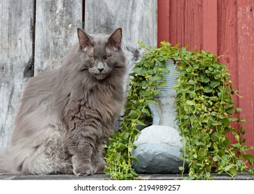 A norwegian forest cat with twopenny grass growing in a ceramic boot
