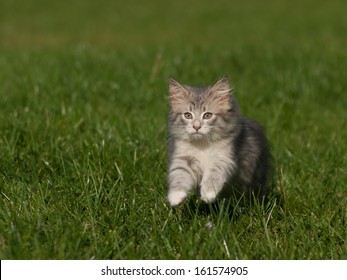 Norwegian Forest  Kitten