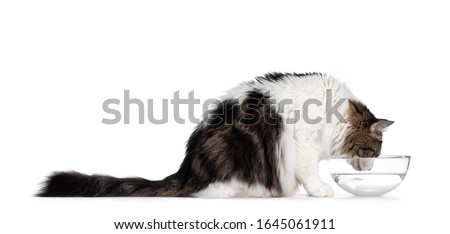 Norwegian Forestcat, sitting side ways, drinking water from glass bowl. Isolated on white background.