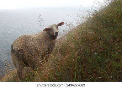 Norwegian Islands Of Lofoten - Sheep On The Path From  Along Ocean