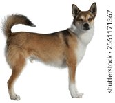 Norwegian Lundehand Dogs.Its name is a compound noun composed of the elements lunde, meaning puffin, and hund, meaning dog. The Norwegian Lundehund is a small dog breed of the Spitz type that original