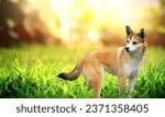 Norwegian Lundehund rarest dog breed. Dog panting, sitting, and looking. Lundehund dog plays in the garden. Norwegian breed of dogs. Norwegian Lundehund dog sitting on the grass