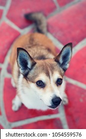 Norwegian Lundehund Sitting On Red Stone Backgroung