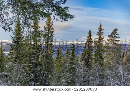 Norwegian marka with the pine trees and mountains in the backgroun with a lot of snow in Norway