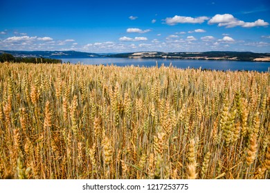 Norwegian Rural Landscape With Ripening Wheat Field And Mjosa Lake In Background On A Bright Summer Day, Oppland, Norway