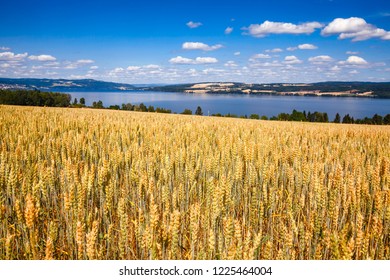 Norwegian Rural Landscape With Ripening Wheat Field And Mjosa Lake In Background On A Bright Summer Day, Oppland, Norway