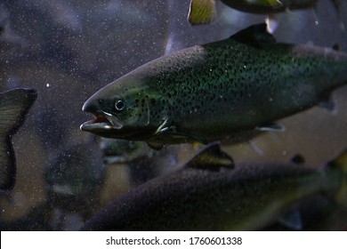 Norwegian Salmon In Shoal At Aquarium