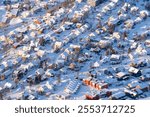 Norwegian town of Troms in the winter. Snowy arctic city with colorful houses and port