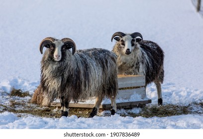 The Norwegian Winter Can Be Harsh For The Animals That Depend On Finding Food In Nature. Fortunately The Farmer Helps With The Feeding Of These Two Old Norwegian Sheeps.