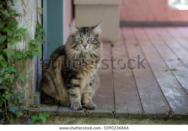 Norwegische Waldkatze Norwegian Forest Cat Katze Stock Photo