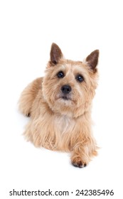 560 Norwich terrier Images, Stock Photos & Vectors | Shutterstock