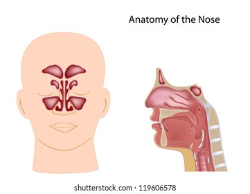 Nose Anatomy Images, Stock Photos & Vectors | Shutterstock
