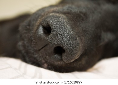 Nose Of The Big Black Dog. Close-up Of Dog Sniffing The Camera And Lying On White Bed. 