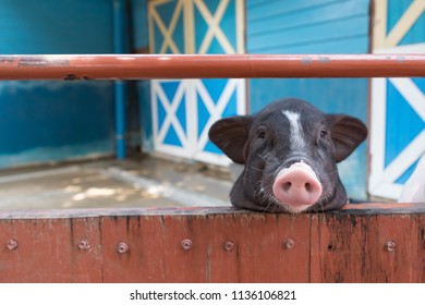 Nose Of Black Piglet Near Old Wooden Wall, Concept : Alone, Sad , Fear