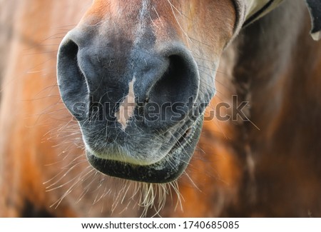 nose of a brown horse