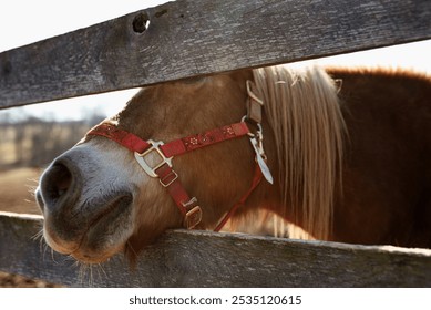 Nose of a brown horse sticking its hose through a wooden fence. A red bridle around the face.  - Powered by Shutterstock