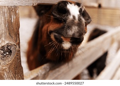 Nose of brown pony with white spot stuck through wooden fence of paddock. Psychological rehabilitation through communication with animals.  Caring for horses at stables. Riding lessons.  - Powered by Shutterstock