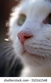 Nose of a cat