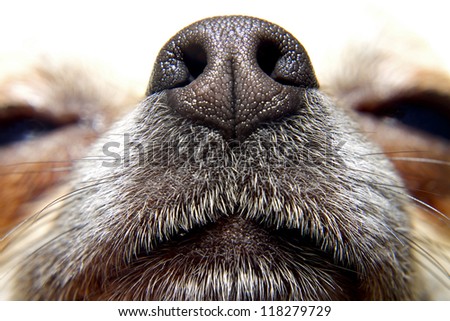 Nose of dog, my lovely chihuahua