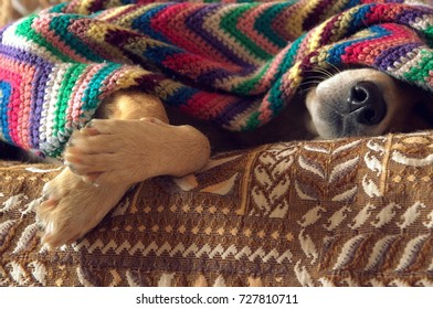 the nose of a dog from under a rug