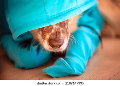 Nose Of Dog Wearing Bright Blue Hood Hiding Face