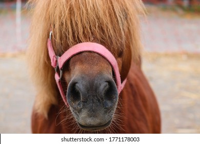 Poney Hd Stock Images Shutterstock