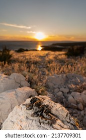 Nose Horned Viper In Croatia 