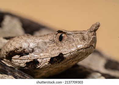 Nose Horned Viper In Croatia 