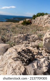 Nose Horned Viper In Croatia 