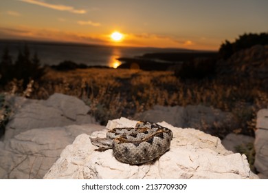 Nose Horned Viper In Croatia 