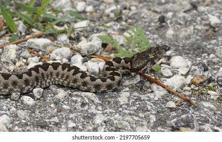 Nose- Horned Viper On The Road. Profile View Of Snake.