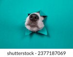 The nose of a Jack Russell Terrier dog sticks out of torn paper on a mint background.