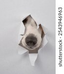 The nose of a Jack Russell Terrier dog sticks out of light gray cardboard. Copy space. Vertical photo. 