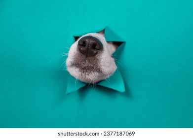 The nose of a Jack Russell Terrier dog sticks out of torn paper on a mint background.