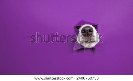 The nose of a Jack Russell Terrier dog sticks out of torn paper on a purple background.