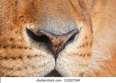 Nose Of A Lion (Panthera Leo)