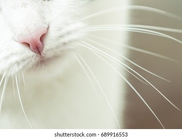 Nose And Mouth Of A Cat, Close-up. Kitty Pink Nose Closeup Showing Whiskers And Chin. Nose Of Cat Closeup. Feline Nose Macro. A Cat's Muzzle. Tabby Feline Close Up Photo. Cute Kitten Noses Closeup.