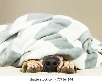 Dog Covering Ears Images Stock Photos Vectors Shutterstock