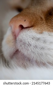 Nose Of A Red And White Cat's. Focus On The Rhinarium, The Furless Skin Surface Surrounding The External Openings Of The Nostrils