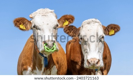 Nose ring, two cows side by side, green plastic calf weaning ring and livestock ear tag