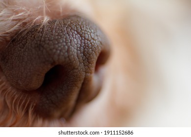 Nose Of A Small Dog In Close Up Close Up