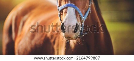  The nose of a small, playful bay horse with a blue halter on its muzzle, which stands in the middle of a field on a summer day, illuminated by bright sunlight. Livestock.