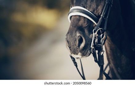 2,224 Colt Nose Images, Stock Photos & Vectors | Shutterstock