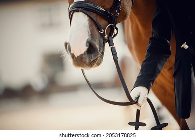 Nose sports horse in the bridle. Portrait stallion  in the bridle. Horse muzzle close up. Dressage horse. Equestrian sport.
