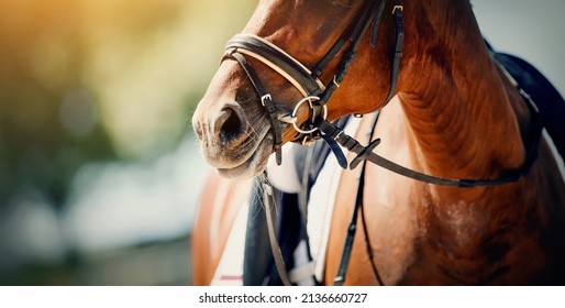 Nose sports red horse in the bridle. Portrait stallion in the bridle. Horse muzzle close up. Dressage horse. Equestrian sport. Horseback riding.
 - Powered by Shutterstock