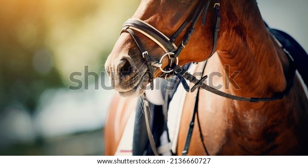 Nose sports red horse in the bridle. Portrait\
stallion in the bridle. Horse muzzle close up. Dressage horse.\
Equestrian sport. Horseback\
riding.\
\
