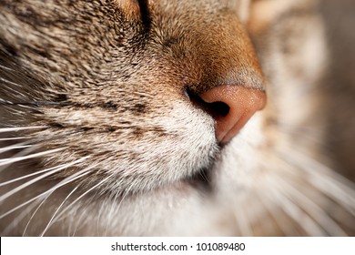 Nose Striped Male Cat Stock Photo 101089480 | Shutterstock