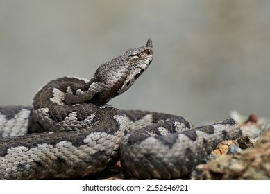 Nose-Horned Viper close-up (Vipera ammodytes) - Shutterstock ID 2152646921
