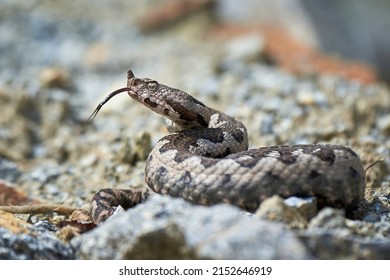 Nose-Horned Viper with forked tongue outside (Vipera ammodytes) - Shutterstock ID 2152646919