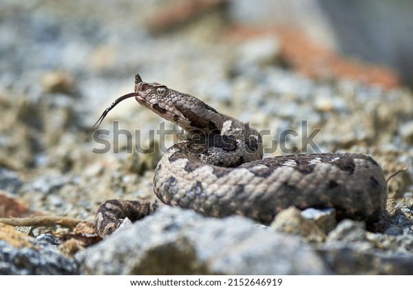 Nose-Horned Viper with forked tongue outside\
(Vipera ammodytes)